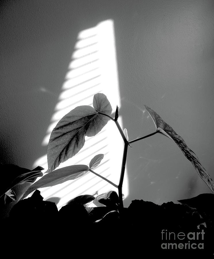 Begonia in Sunshine   BW Photograph by Margie Avellino