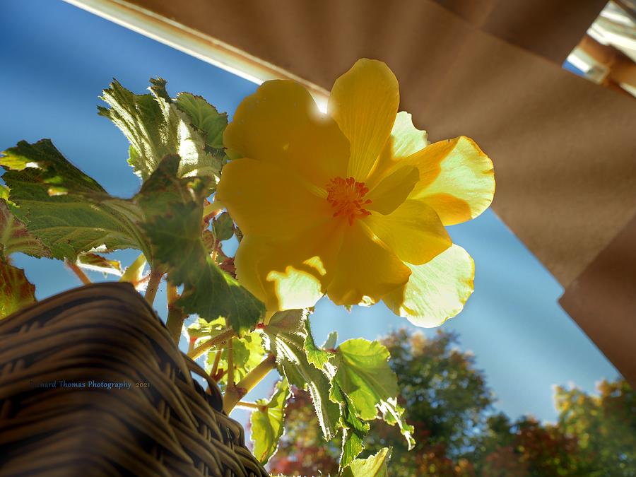 Begonia Morning Sunshine Photograph by Richard Thomas