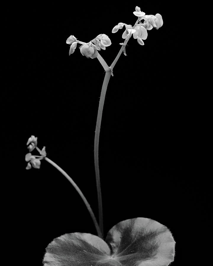 Begonia No. 4 Photograph by Stephen Russell Shilling
