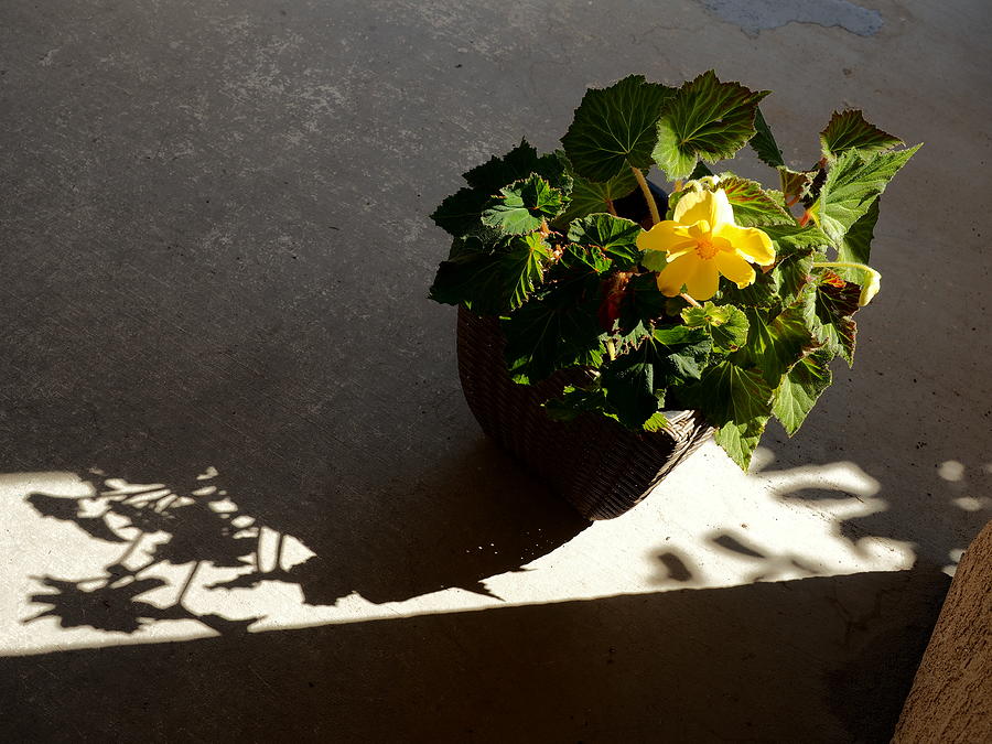 Begonia Shadow Photograph by Richard Thomas
