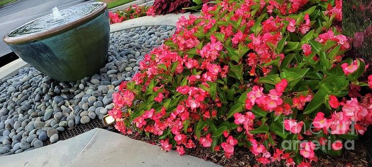 Begonias And Water Feature Photograph by Maxine Billings