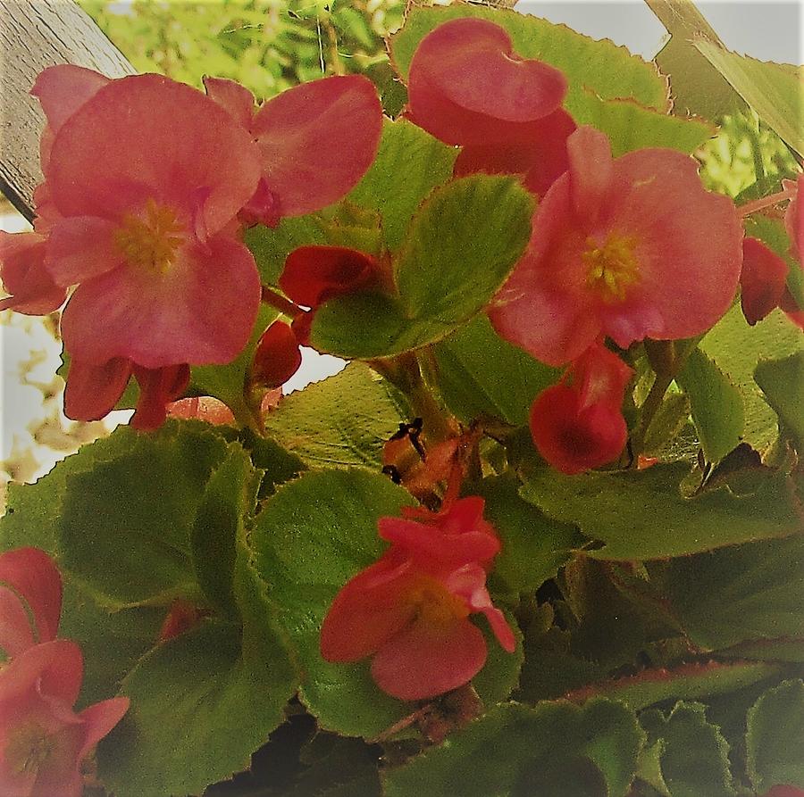 Begonias Photograph by Bill Puglisi