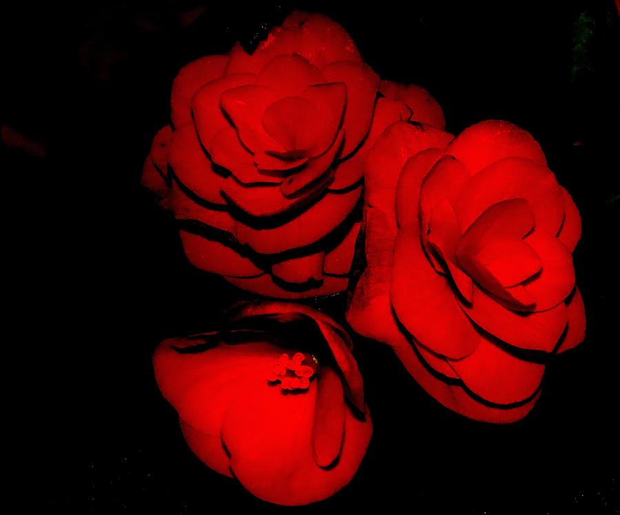 Begonias - No. Three Photograph by Linda Stern