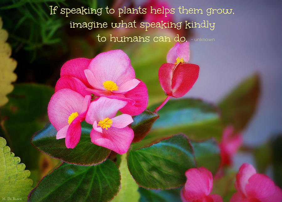 Begonias with Inspirational Quote Photograph by Marilyn DeBlock - Pixels