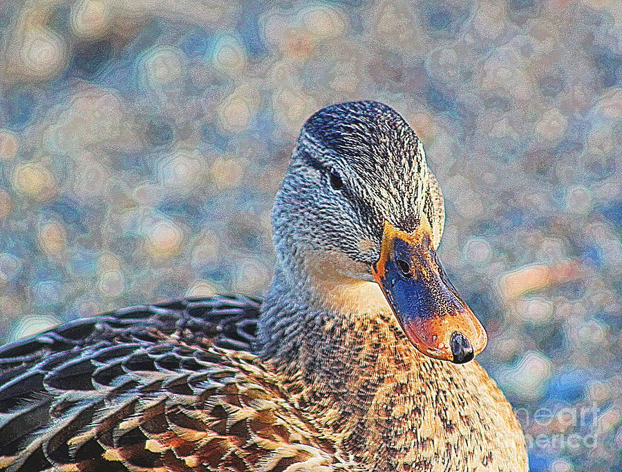 Begrudging Duck Portrait Photograph by Sea Change Vibes