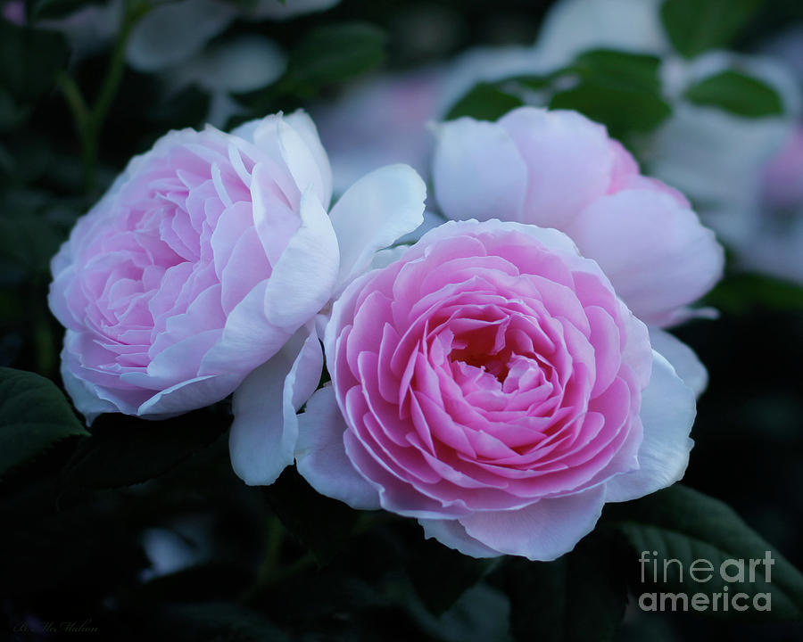 Beguiling Roses Photograph by Barbara McMahon