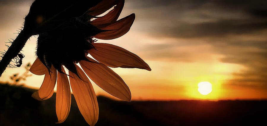 Behind a Black Eyed Susan Photograph by Monte Arnold