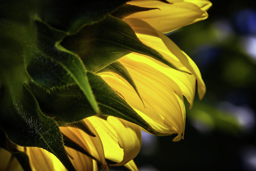 Behind A Sunflower Photograph by Greg and Chrystal Mimbs