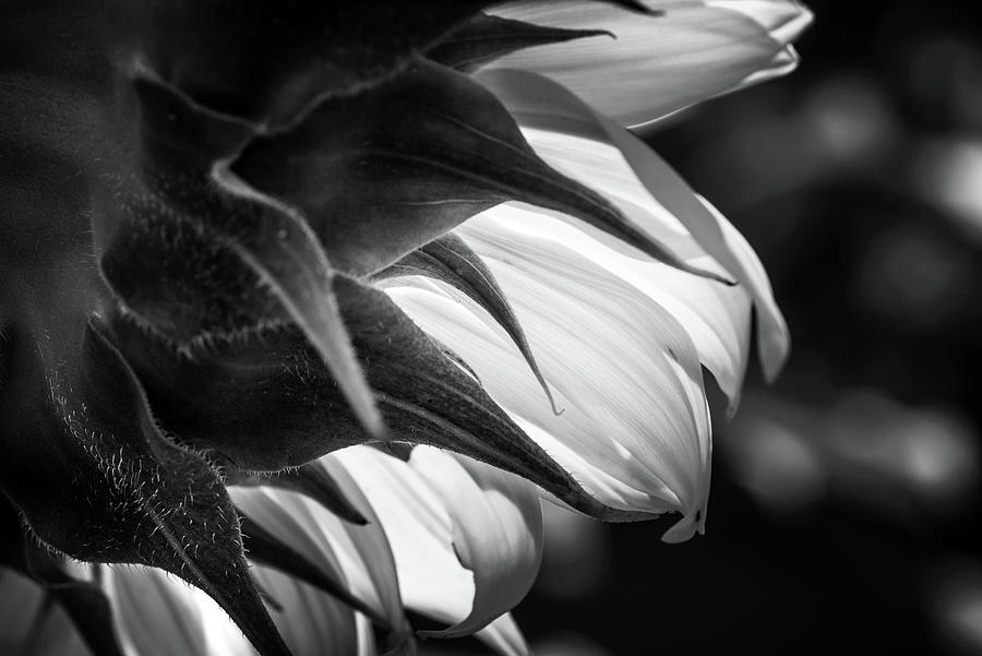Behind A Sunflower In Black and White Photograph by Greg and Chrystal Mimbs