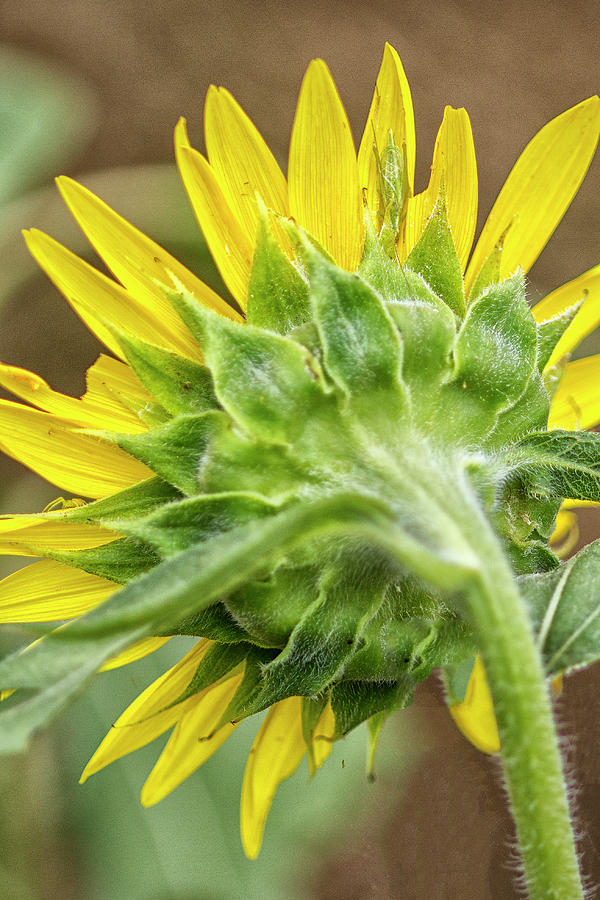 Behind a Sunflower in North Carolina Photograph by Bob Decker