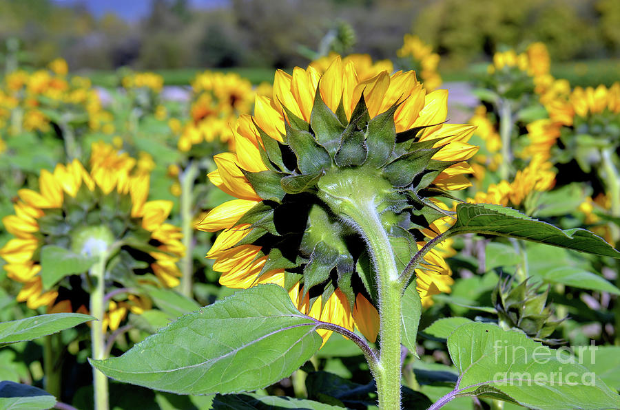 Behind Sunflowers Photograph by Vivian Krug Cotton