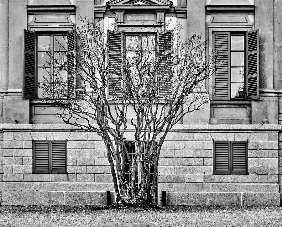 Behind the bare tree Photograph by Roberto Pagani