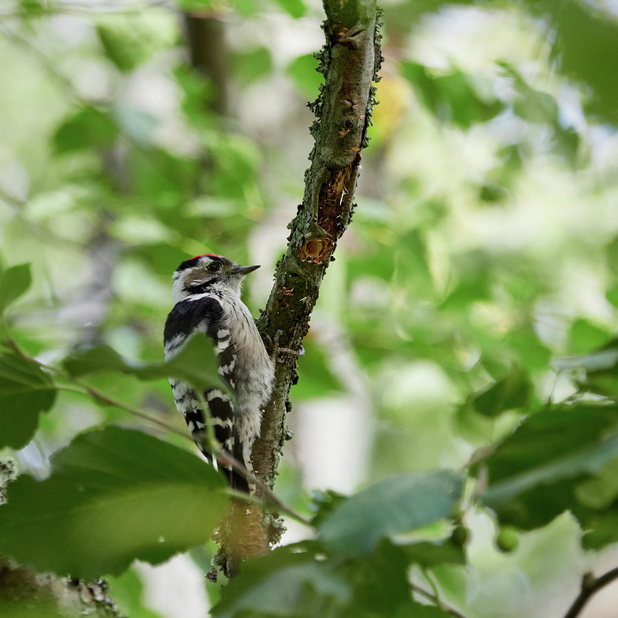 Behind the branches. Lesser spotted woodpecker Photograph by Jouko Lehto
