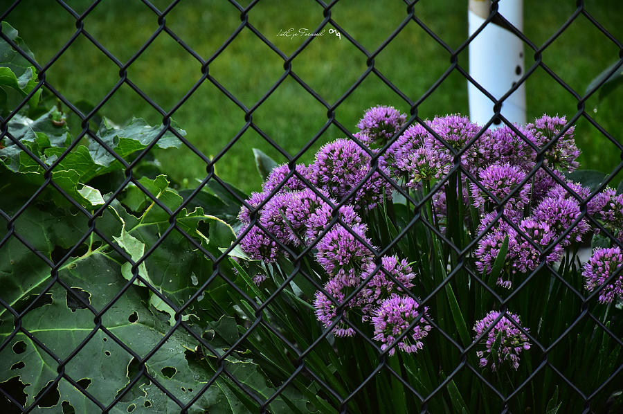 Nature Photograph - Behind the Fence by A Moment