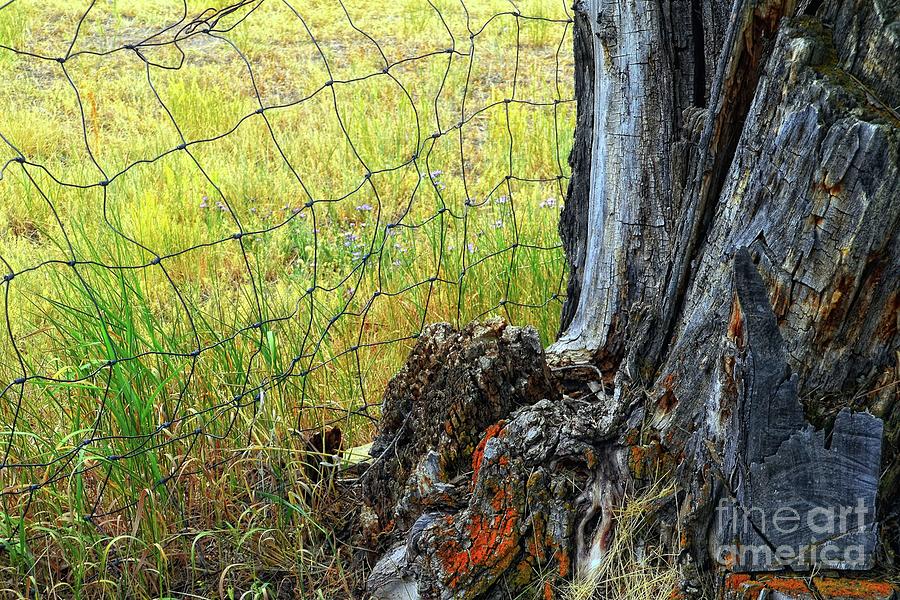 Behind the Fence Photograph by Lauren Leigh Hunter Fine Art Photography