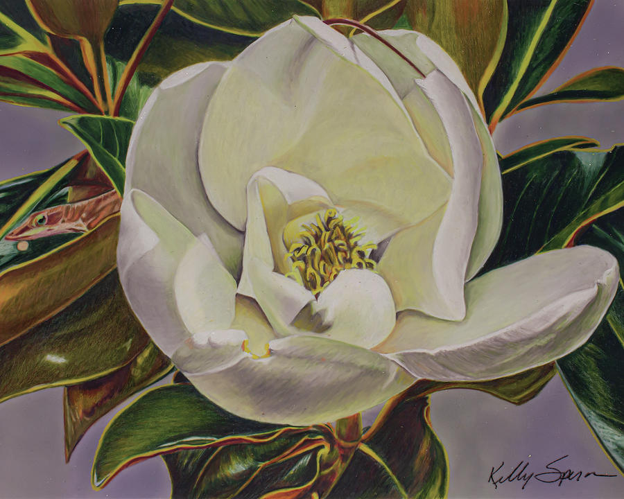 Behind the Magnolia Drawing by Kelly Speros