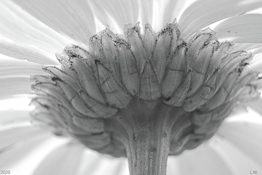 Behind The Scene Of A Shasta Daisy Black And White Photograph by Lisa Wooten