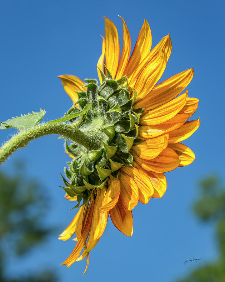 Behind The Sunflower Photograph by Jurgen Lorenzen