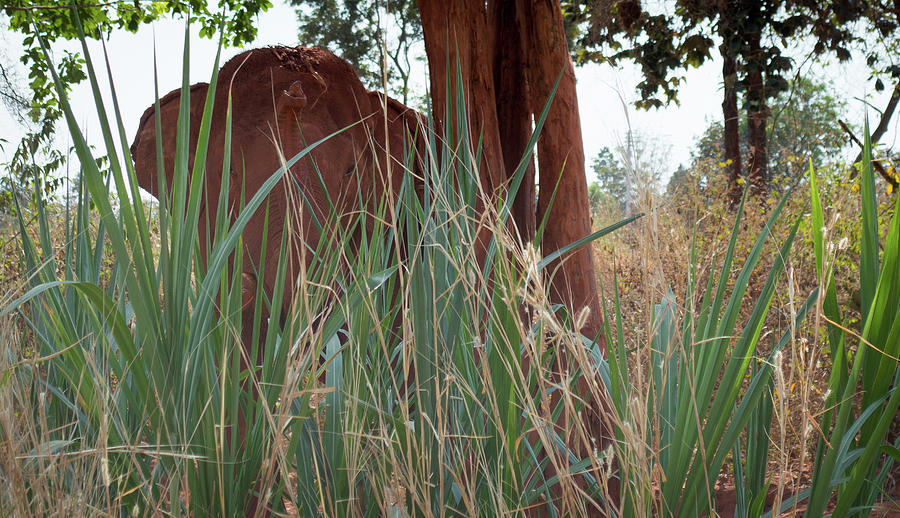 Behind the Tall Grass Photograph by Deborah M