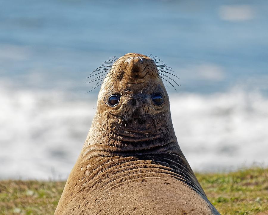 Behind You - Northern Elephant Seal Photograph by KJ Swan