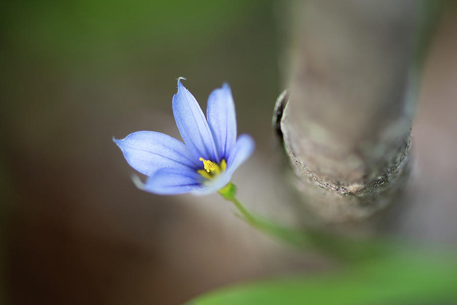 Behold the Blue-eyed Grass Photograph by Todd Henson