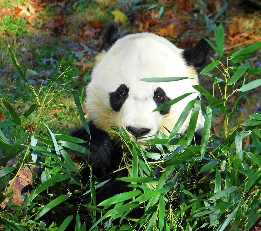 Bei Bei Peaking from Behind Bamboo Photograph by Emmy Marie Vickers