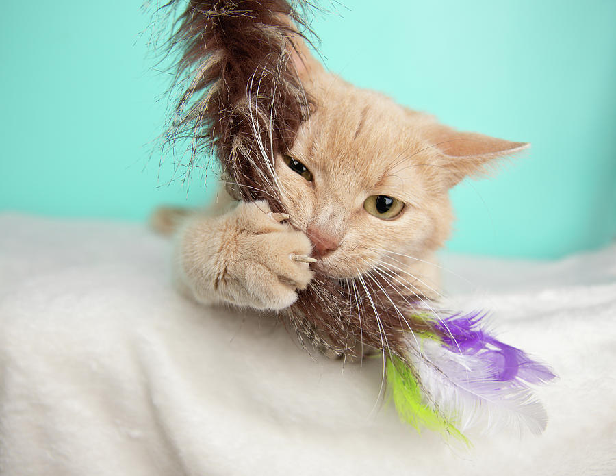 Beige Tabby Cat Portrait in Studio and Wearing a Bow Tie Photograph by ...