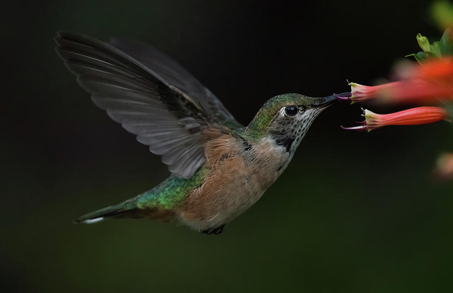 Being a Hummingbird Photograph by Rae Ann  M Garrett