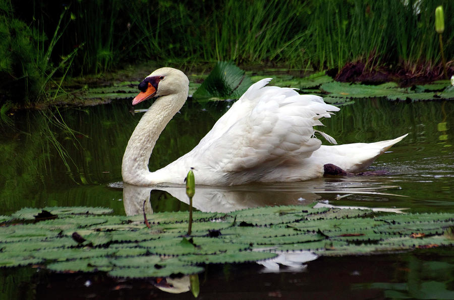 Being Coy - White swan in pond in Singapore Photograph by Kenneth Lane Smith