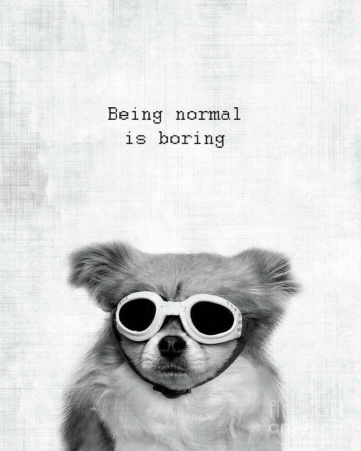 Being normal is boring Photograph by Delphimages Photo Creations