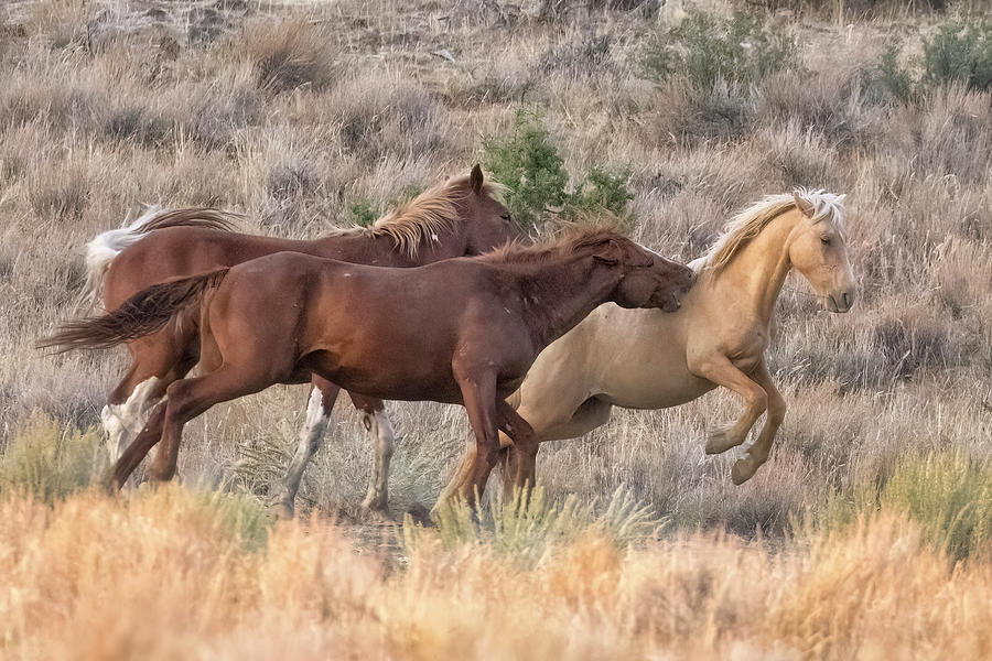 Being Picked On Photograph by Belinda Greb