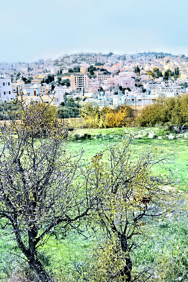 Beit Jala Autumn Trees Photograph by Munir Alawi