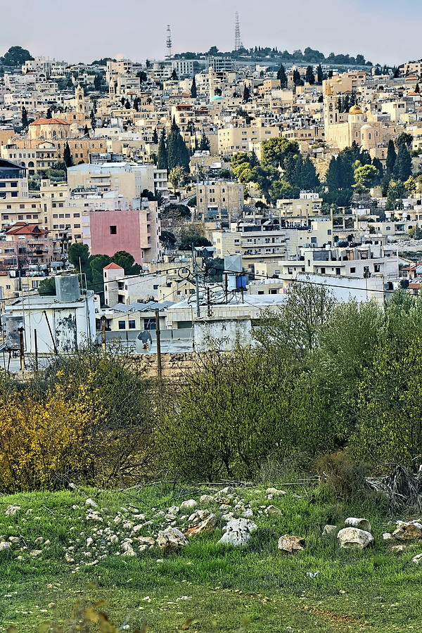 Beit Jala Trees Photograph by Munir Alawi