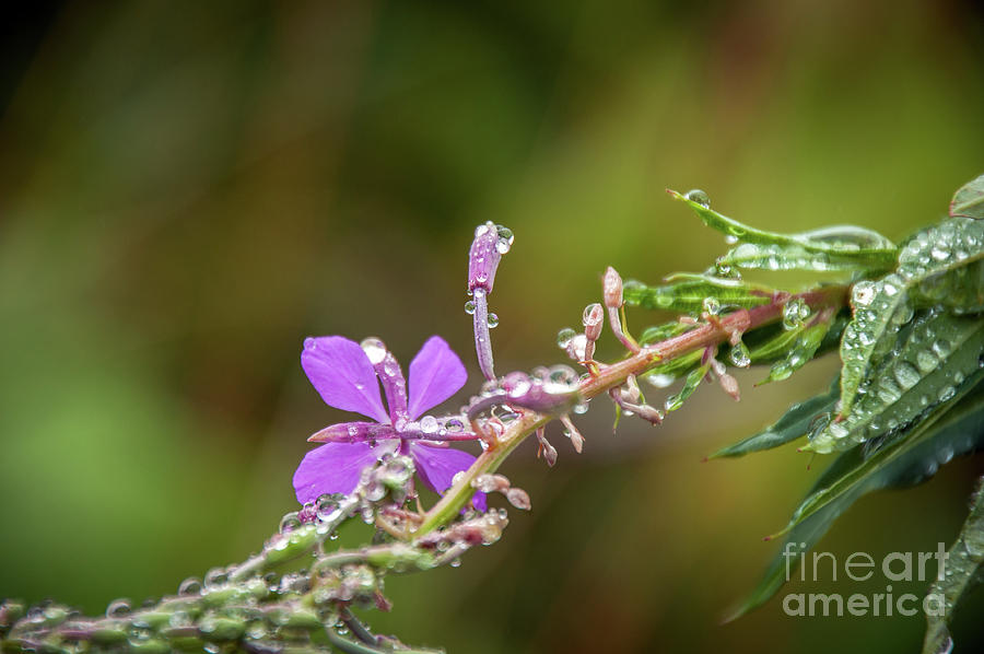 Bejeweled 2021 Photograph By Michael Ziegler Fine Art America