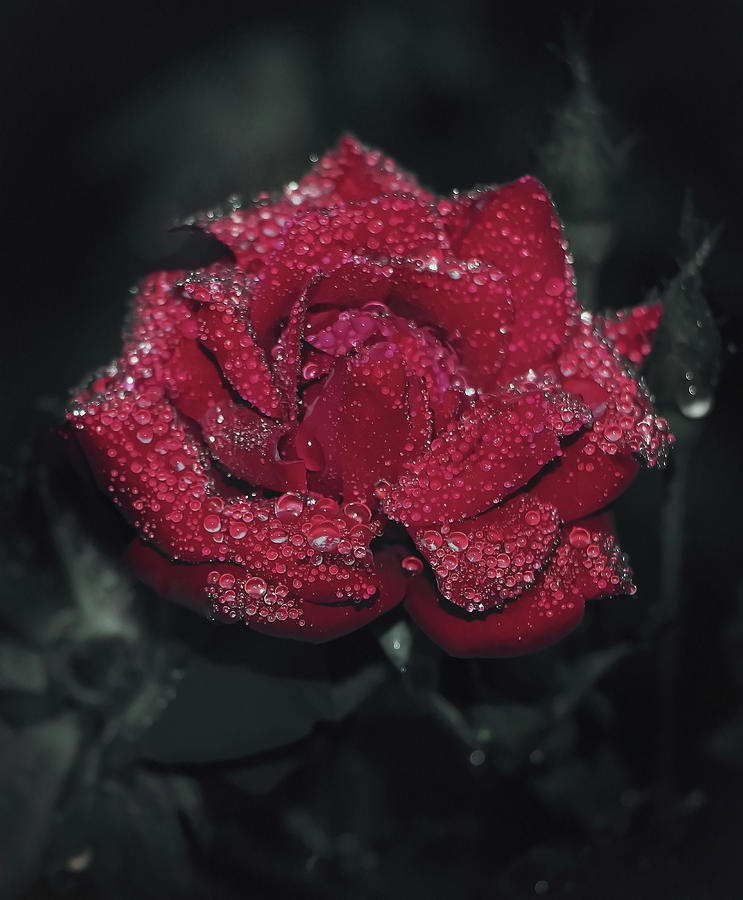 Bejeweled Rose Photograph by Elaine Malott