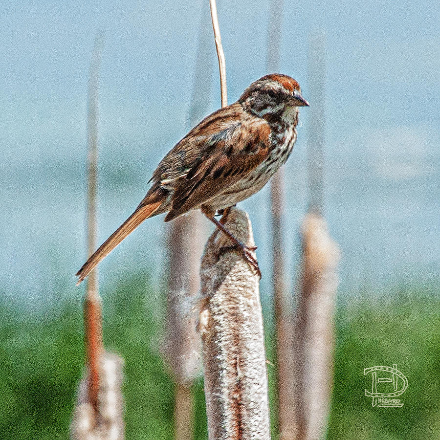 Beldings Sparrow Photograph by Daniel Hebard