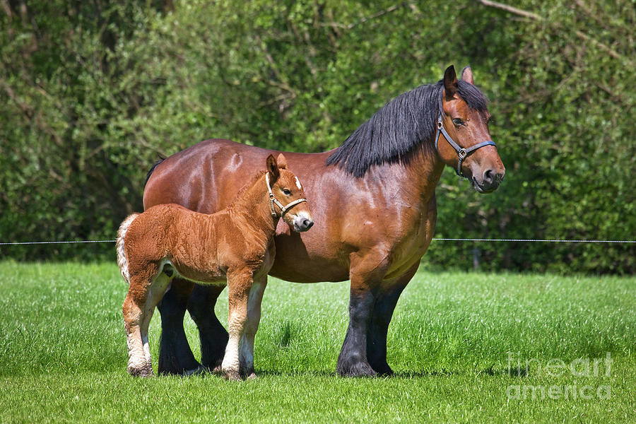Belgian Draft Horse With Foal Photograph