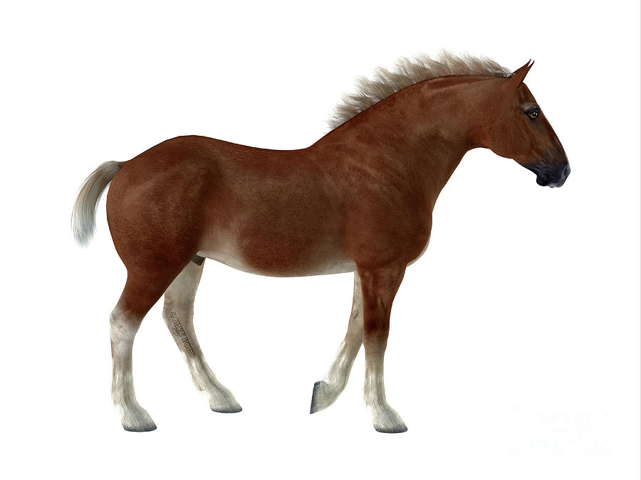 Belgian Horse Digital Art by Corey Ford