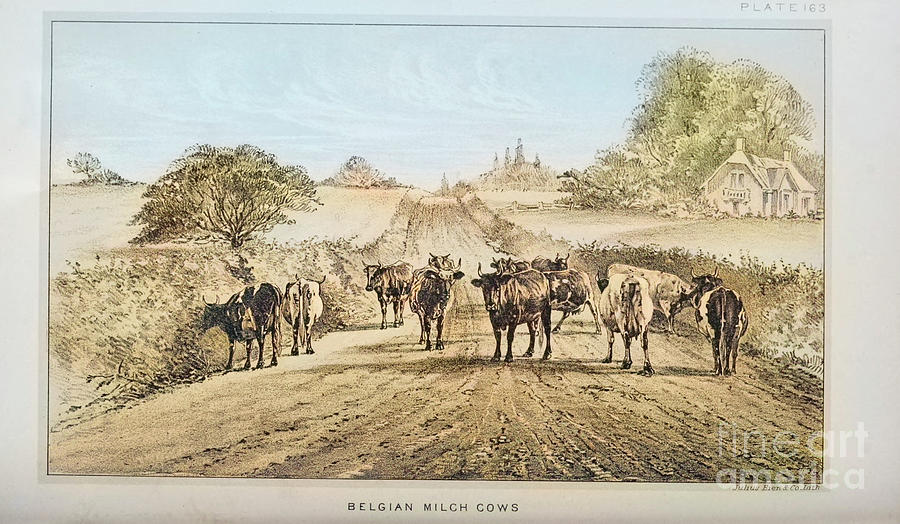Belgium Milk Cows r1 Drawing by Historic illustrations