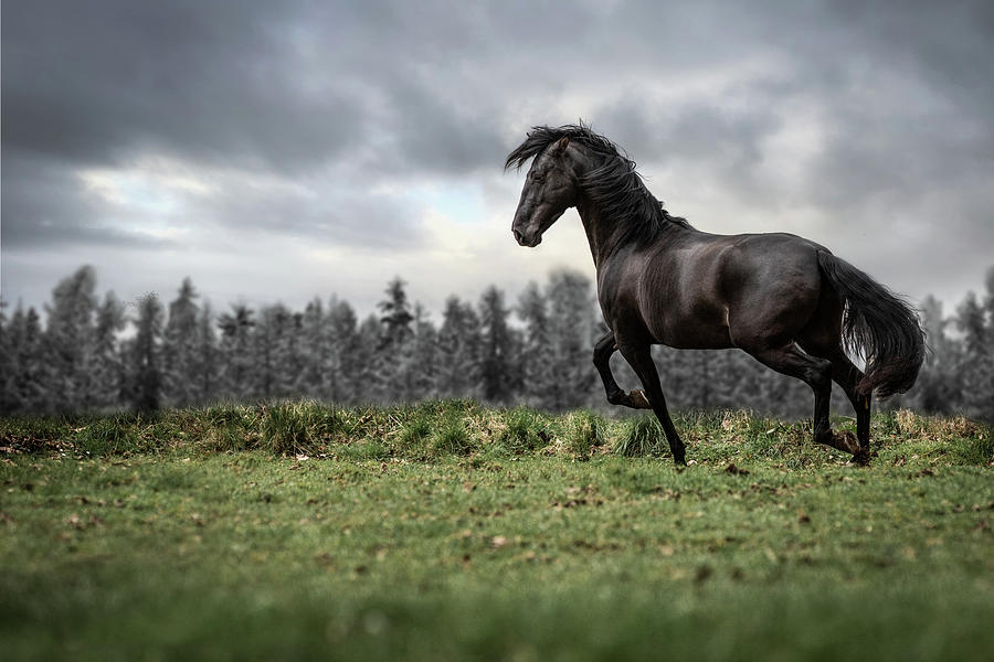 Believe - Horse Art Photograph by Lisa Saint