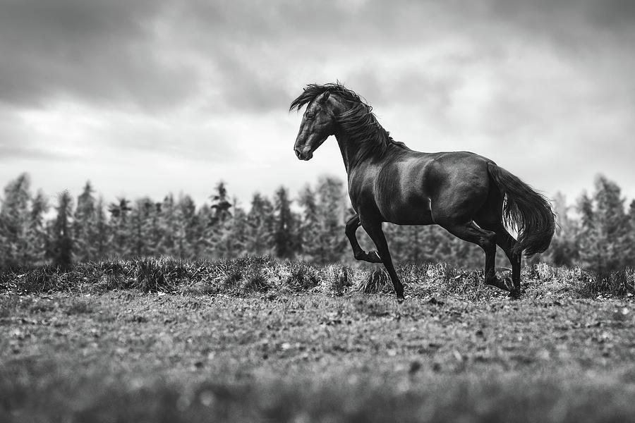 Believe II - Horse Art Photograph by Lisa Saint