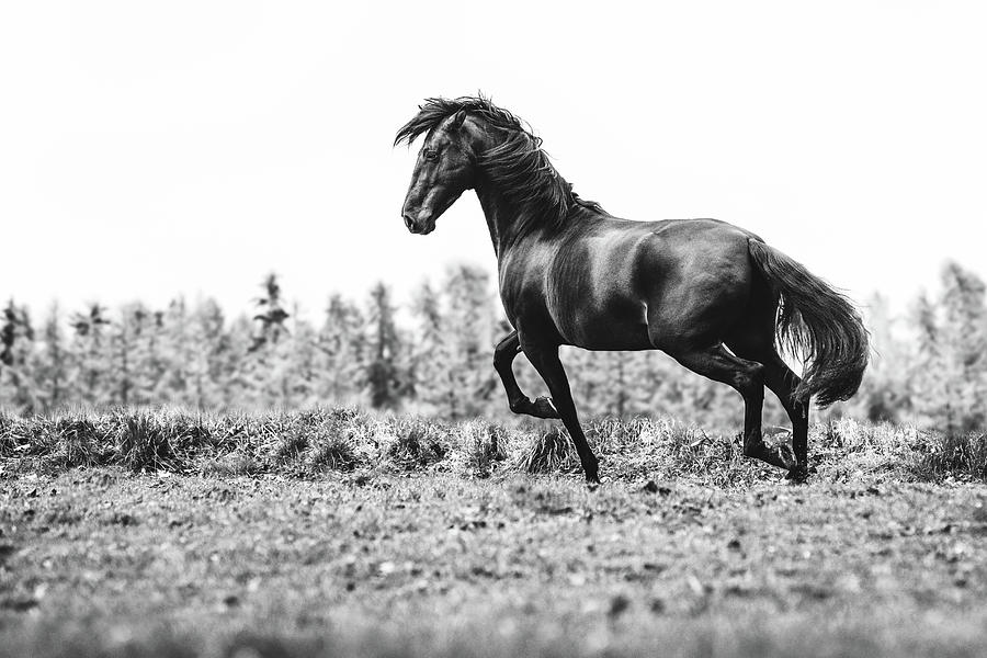 Believe III - Horse Art Photograph by Lisa Saint