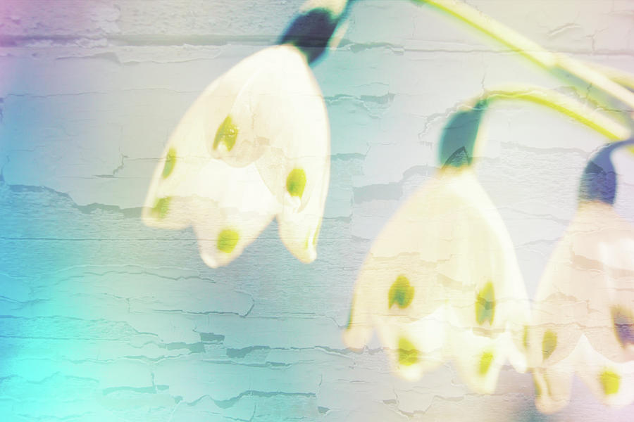 Bell Flowers - Botanical Photograph