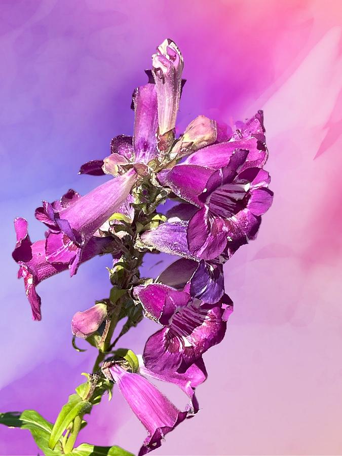 Bell Flowers Purple and Pink Digital Art by Kathleen Boyles
