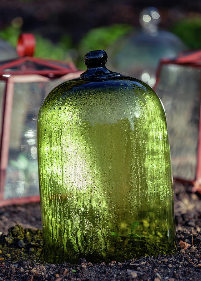 Bell Jar in a Colonial Garden Photograph by Rachel Morrison