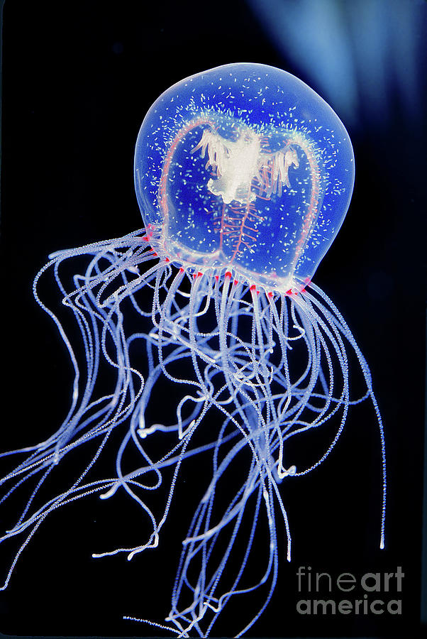 Bell Jelly Floating in Aqueous Space, hydromedusa, Polyorchis sp ...