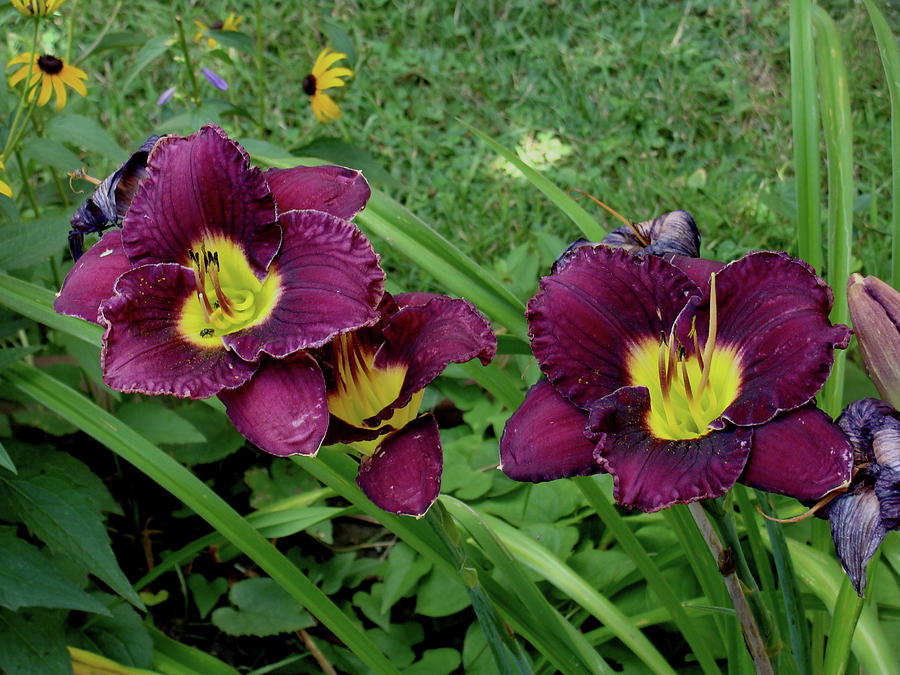 Bella Lugosi Daylily Photograph by Anthony Seeker - Fine Art America