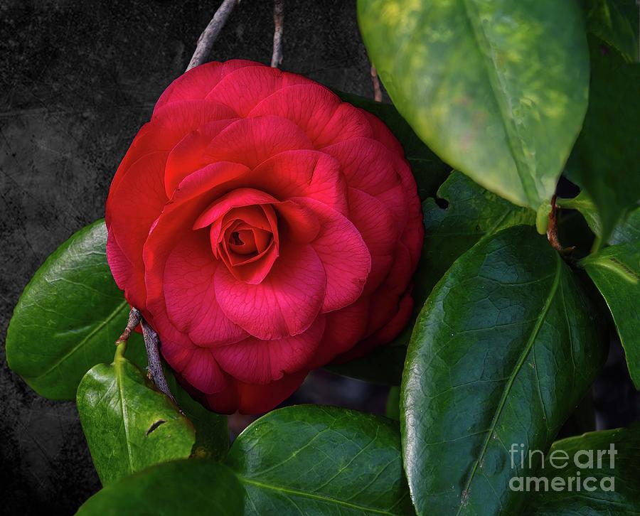 Bella Rosa Camellia Photograph by Diana Mary Sharpton