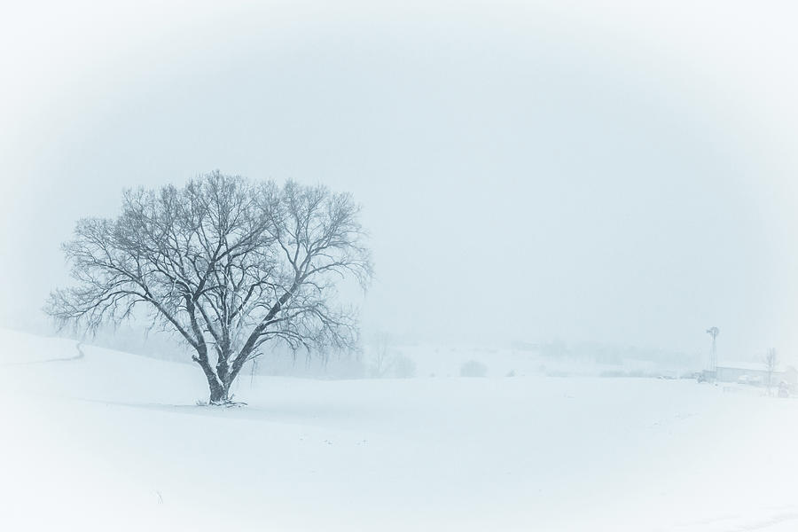 Bellas Winter Tree #1 Photograph
