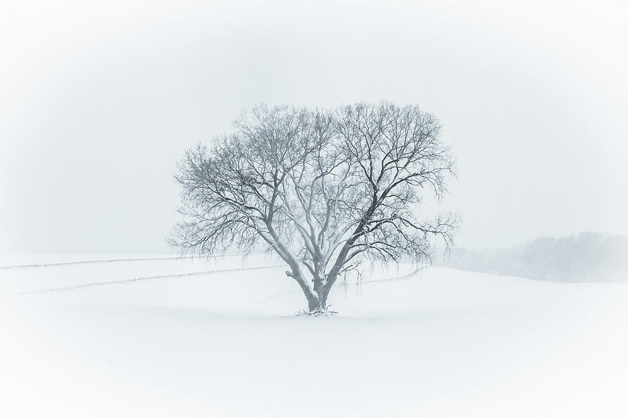 Bellas Winter Tree #1 Photograph